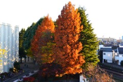我家のベランダより・メタセコイアの紅葉