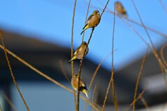 K川・カワラヒワの生る木
