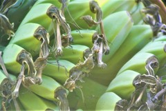 菜園近くのバナナ