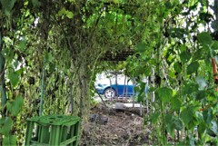 菜園・ジャングルの中より・・