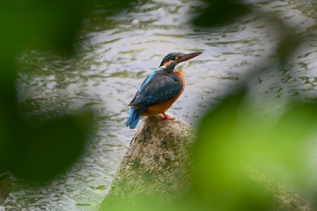 K川・下流域のカワセミ♀