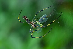用水路・ジョロウグモ♀獲物ゲット