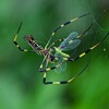 用水路・ジョロウグモ♀獲物ゲット