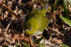 用水路・枯れ草の虫を探すメジロ