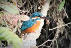 定住カワセミ♂・エビをゲット