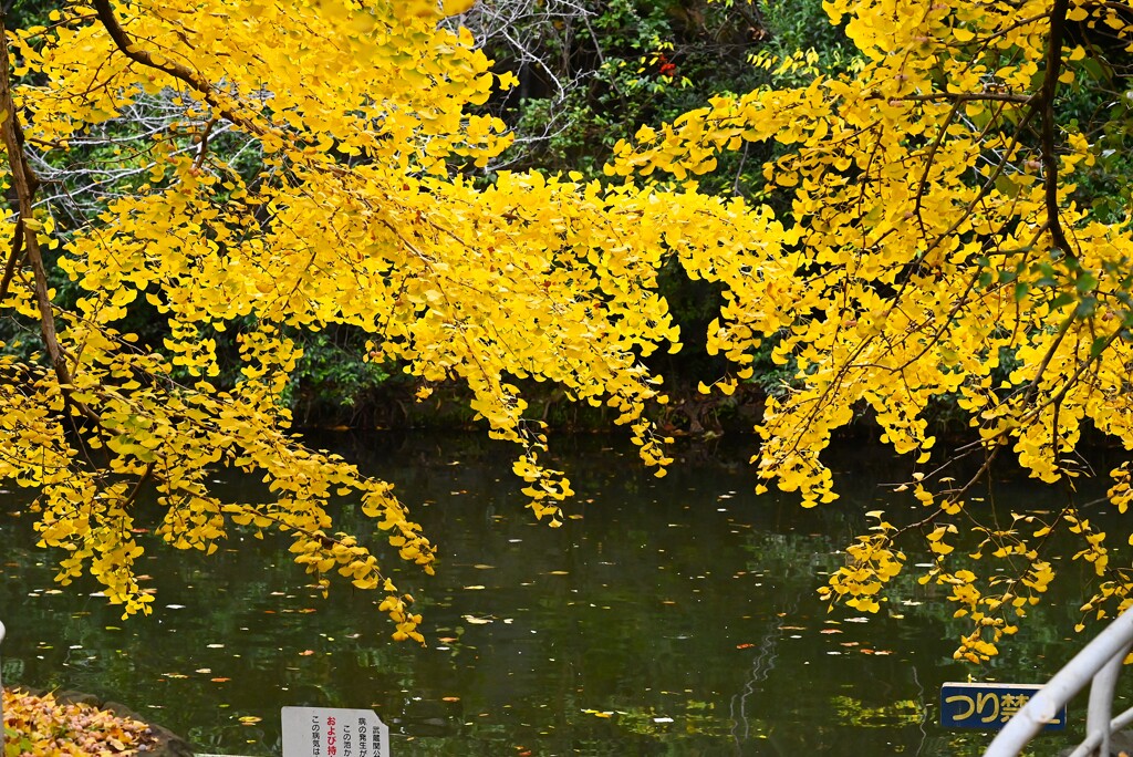 都内公園・色付く池のイチョウ