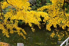 都内公園・色付く池のイチョウ