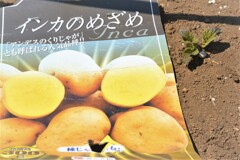 インカのめざめ