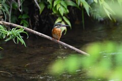 用水路・カワセミ♀