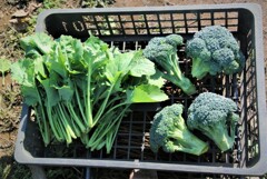 11月15日ちりめん冬菜とブロッコリー