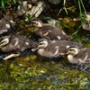 Ｋ川中流域・大きくなったカルガモひな