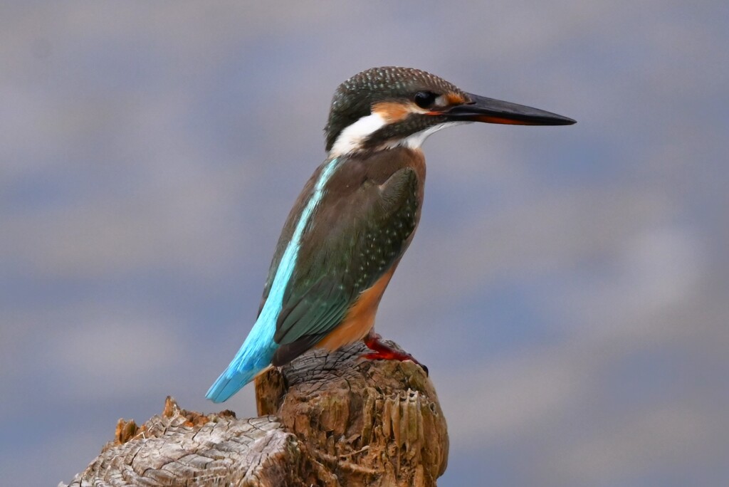 K川下流域・カワセミ♀若鳥 