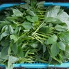 菜園・9月17日の収穫 (モロヘイヤ籠いっぱい)