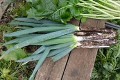 菜園・甘くなったシモニタネギ