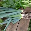 菜園・甘くなったシモニタネギ