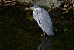 Ｋ川中流域・ハシビロコウの様に動かないアオサギ
