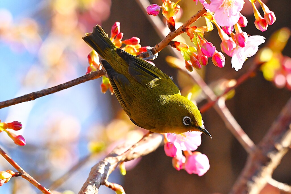 用水路・河津桜とぶら下がりメジロ