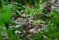 Ｋ川中流域・3羽のカルガモひなたち 