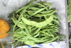 インゲンとモロッコインゲン