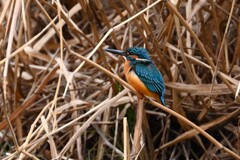 3月14日 (Ｋ川・上流のカワセミ♂いつもの場所で)