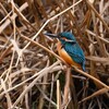 3月14日 (Ｋ川・上流のカワセミ♂いつもの場所で)