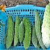 白ゴーヤ1本