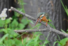 用水路・カワセミ♀ 