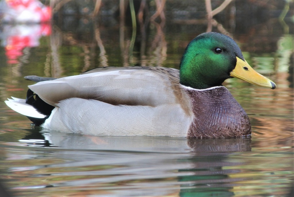 マガモ♂