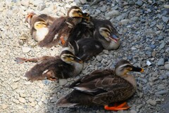 K川中流域・カルガモ6羽のひなとお母さん