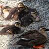 K川中流域・カルガモ6羽のひなとお母さん