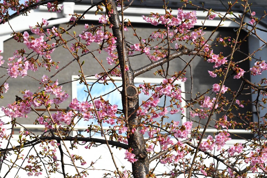 用水路・河津桜