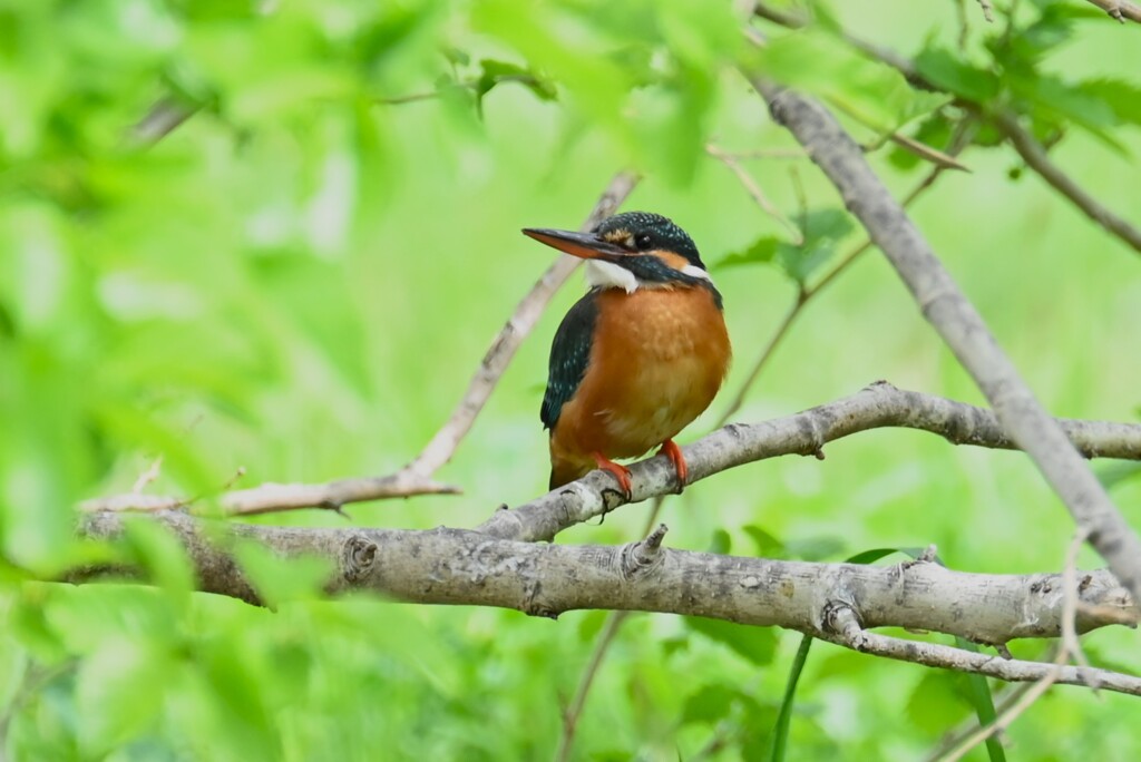 Ｋ川・上流域のカワセミ♀