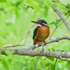 Ｋ川・上流域のカワセミ♀