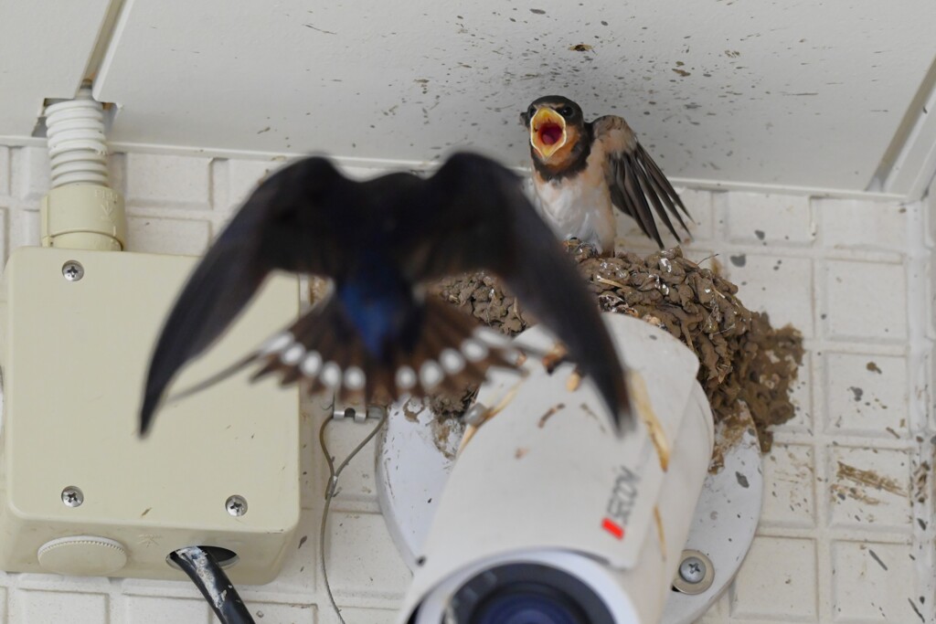 ツバメ・3羽居たひな、あれ？2羽になり1羽に・・