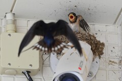 ツバメ・3羽居たひな、あれ？2羽になり1羽に・・