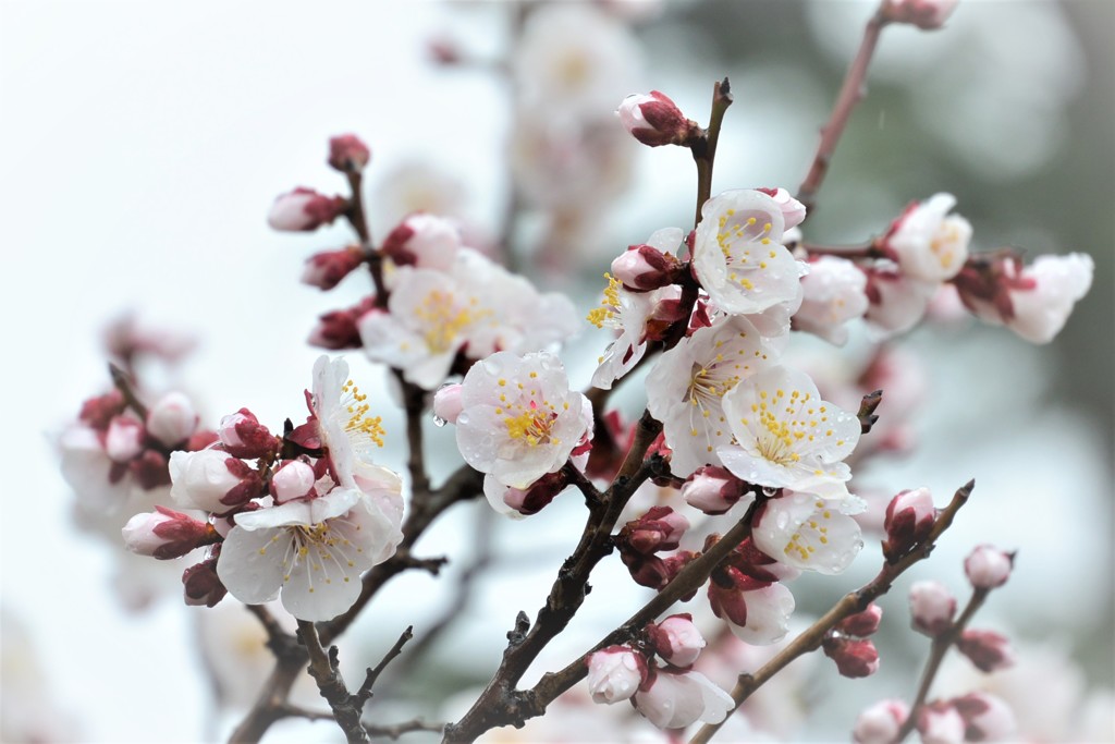 春の優しい雨に梅花開く