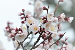 春の優しい雨に梅花開く