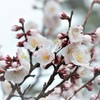 春の優しい雨に梅花開く