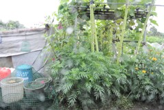 カボチャ・ハヤトウリ棚