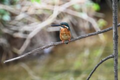 K川・カワセミ♂止まり木移動
