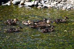 Ｋ川中流域・少し大きい6羽のカルガモひな