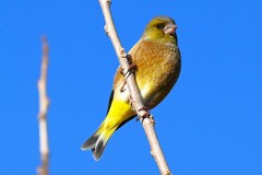 K川下流域・カワラヒワ♂