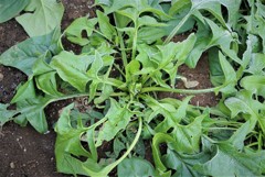 ロゼット状のホウレンソウ