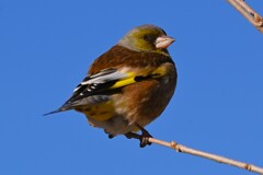 K川下流域・カワラヒワ♂
