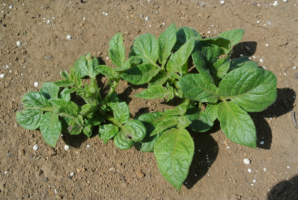 キタアカリの芽