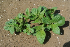 キタアカリの芽