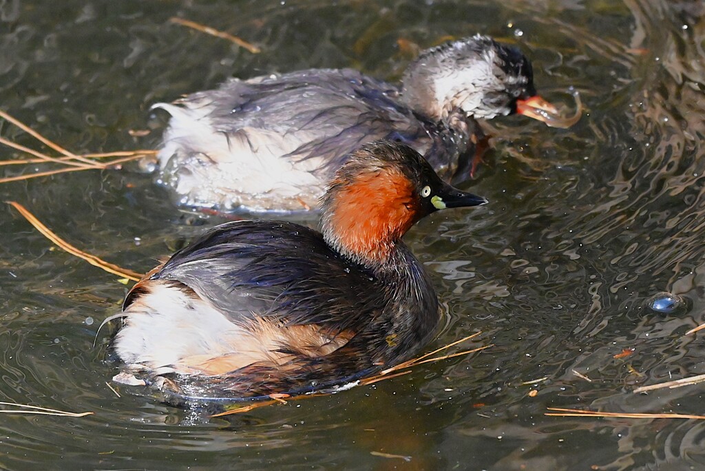都内公園・カイツブリ親子の給餌