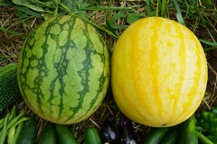 菜園・スイカ（左・黄小玉、右・赤大玉）