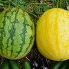 菜園・スイカ（左・黄小玉、右・赤大玉）