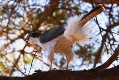 KR園・♀に獲物を渡すため呼ぶオオタカ♂ 